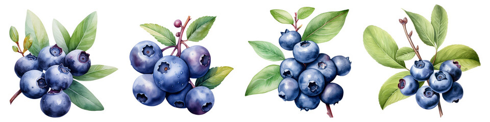 Watercolor Blueberry png collection - obrazy, fototapety, plakaty