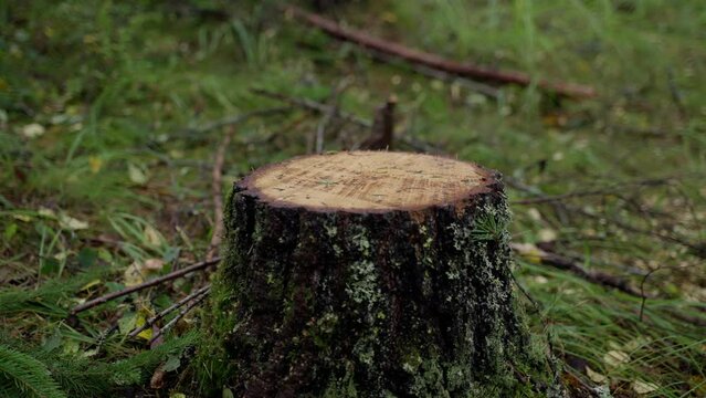 Tree stump freshly cut, shot with Sony FX3