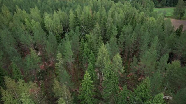 Aerial dolly forward shot of Scandinavian finnish forest and forestry machine Ponsse Scorpion harvester filmed with DJI Air 2s