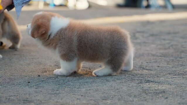 Little puppy corgi playing in the field