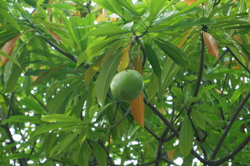 bintaro fruit or sea mango or Cerbera manghas. a fruit similar to apples and mangoes, often used to repel mice or rats