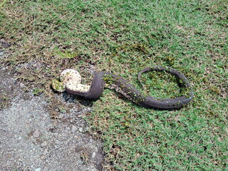 Cerberus spp, also known as the New Guinea bockadam, South Asian bockadam, bockadam snake, or dog-faced water snake close up. photo taken in malaysia