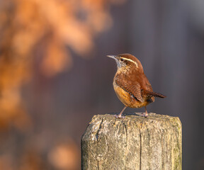 Carolina Wren small bird in the backyard