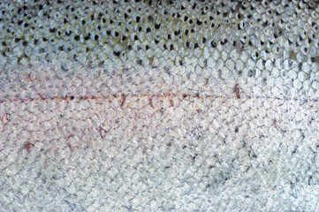 fish scale as nature background © nd700