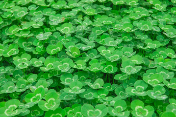 green clover leaves as nature background