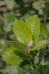 Bunga Jeruk or orange blossom flower
