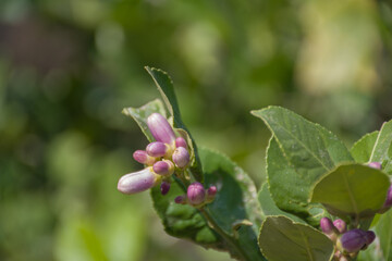 Meyer Lemon fresh blossoms on tree