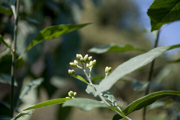 White Crownbeard Wildflower - Verbesina virginica - Frostweed