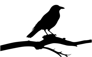Raven, black crow, raven sitting on a bare tree branch