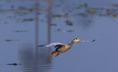 Bar-headed goose duck (Anser indicus) in action during winter migration in forest.
