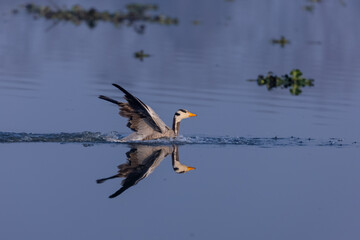Bar-headed goose duck (Anser indicus) during winter migration at forest.