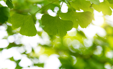 Fototapeta na wymiar Background of ginkgo tree leaves