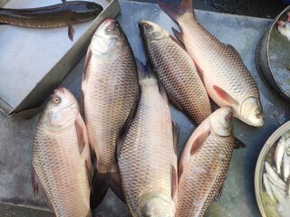 Catla (Labeo catla), also known as the major South Asian carp, is an economically important South Asian freshwater fish in the carp family Cyprinidae.