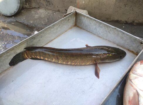 Channa striata, the striped snakehead, is a species of fish. It is also known as the common snakehead, chevron snakehead, or snakehead murrel and generally referred simply as mudfish