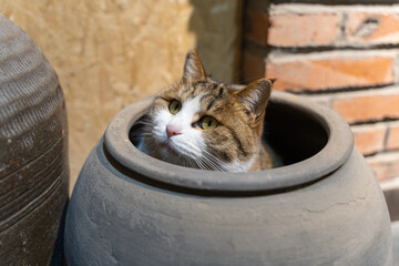 The cat hides in the tank and looks out for a sense of security