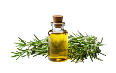 Embrace Natural Defense with the Aromatic Power of Rosemary on White or PNG Transparent Background