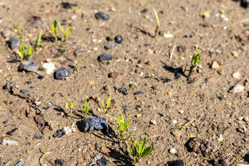 Baby spinach seeds germinated closeup with selective focus.