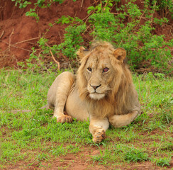 Male Lion with bloodshot eye facing camera