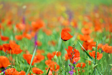 Flowers Red poppies bloom on a wild field. Beautiful field red poppies with selective focus.