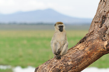 Vervet Monkey (Scientific name: cercopthecus aethiops, or Tumbiili in Swaheli), in Tarangire, National Park, Tanzania