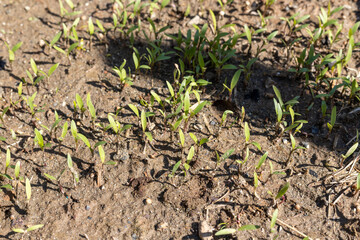 Coriander seeds germinate closeup view