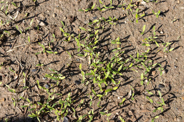 Coriander small plants close-up view
