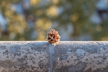 Pinecone outdoor close-up
