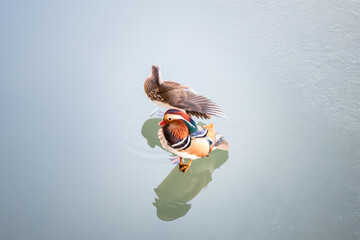 Mandarin duck couple reflection on ice surface