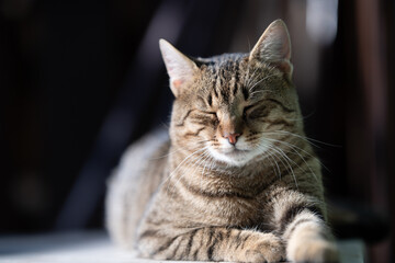 Cat portrait with grey background and green eyes