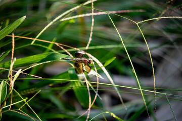 A DRAGON FLY ON APLANT