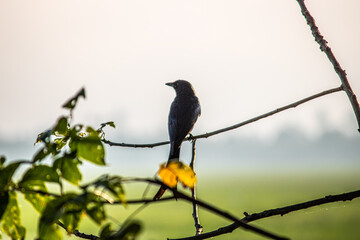 Flight of Majesty: Fork-tailed Drongo Soaring in the Wild