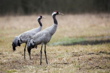Fototapeta premium Two common crane standing on field in spring nature