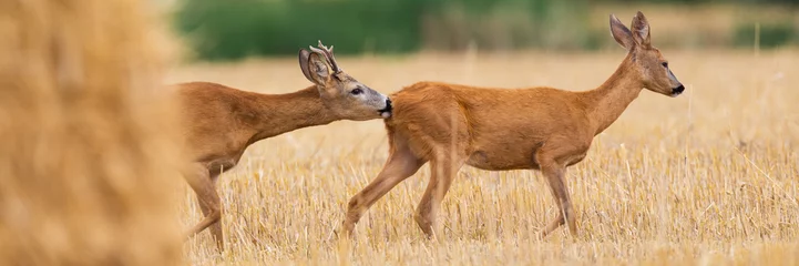Foto op Canvas Two roe deer walking on field in in rutting season. © Anton