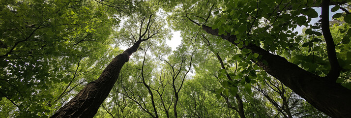 Panorama of green forest bottom view, Looking up at the green tops of trees.