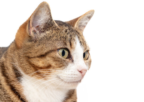 Close-up portrait of a cat on a white background