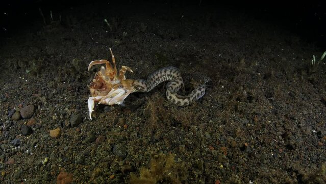 Moray eel is hunting for a crab in the night. 4k slow motion underwater video. Sea life of Tulamben, Bali, Indonesia.