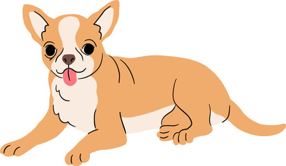 Cute Chihuahua Lying Down