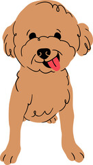 Smiling Toy Poodle Sitting