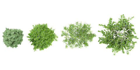 Obraz premium Jungle Carpinus betulus Frans Fontaine,Betula pendula Youngii trees shapes cutout 3d render from the top view