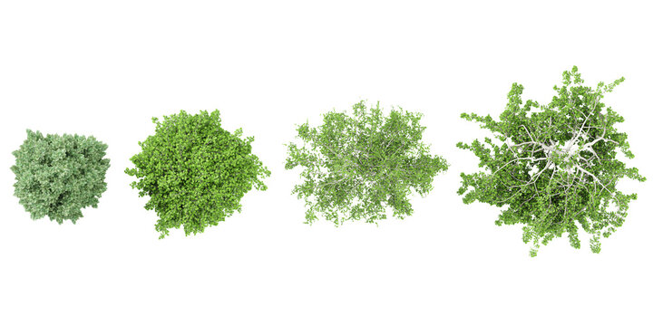 Jungle Carpinus betulus Frans Fontaine,Betula pendula Youngii trees shapes cutout 3d render from the top view