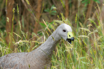 Cape Barren Goose (Cereopsis novaehollandiae) feeding on grasses. Phillip Island, Victoria,...