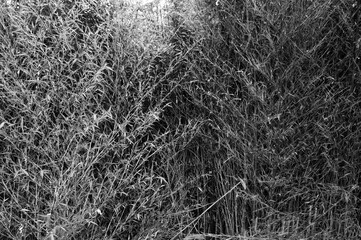 Black and white image of bamboo