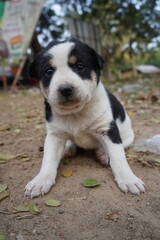 A puppy is looking at the camera with an enchanted look