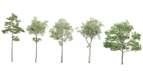 Obraz premium Set of photorealistic 3D rendering of Birch,acer platanoides tree trees with ground shadows, cutout with transparent background, great for digital composition and architecture visualization