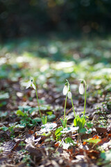 咲き始めたスノードロップ