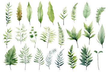 Set Of Watercolor paintings Ferns on white background.  - obrazy, fototapety, plakaty