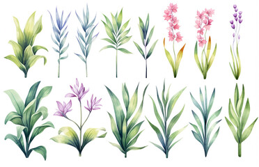 Watercolor painting Dracaena symbols on a white background. 