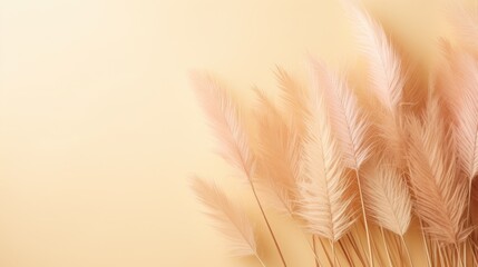 Reeds on a beige background.Fluffy pompas grass. Background of reed panicles.Abstract texture. A place for the text.