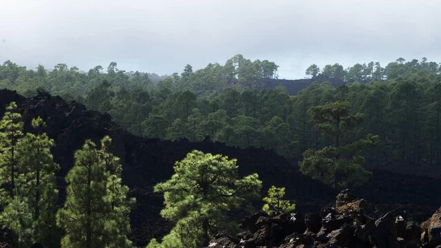 Scenic landscape at Teide National Park in Tenerife in Canary Islands of Spain, volcanic nature, green trees, slow low moving clouds over the mountains, sunny day, wide shot