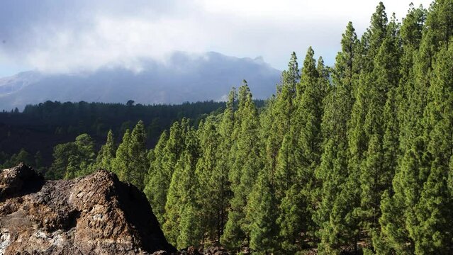 Scenic landscape at Teide National Park in Tenerife in Canary Islands of Spain, volcanic nature, green trees, slow low moving clouds over the mountains, sunny day, medium shot